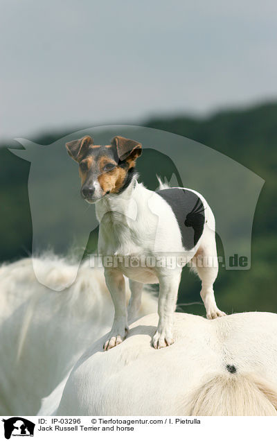 Jack Russell Terrier und Pferd / Jack Russell Terrier and horse / IP-03296
