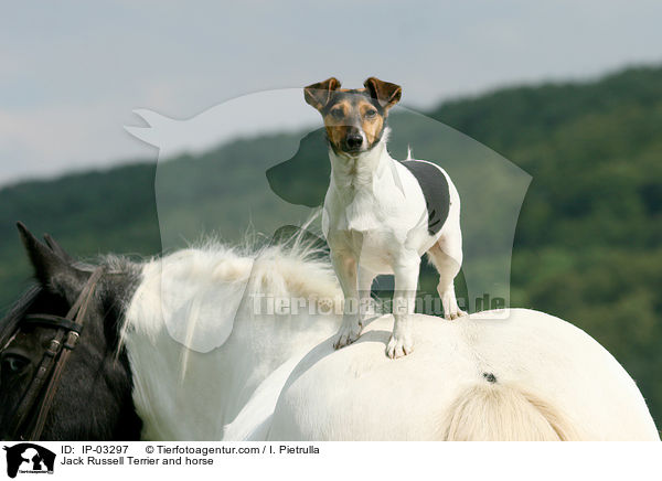 Jack Russell Terrier and horse / IP-03297