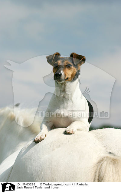 Jack Russell Terrier and horse / IP-03299