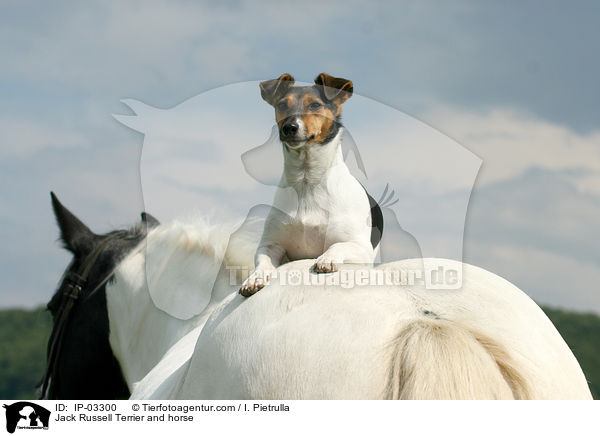 Jack Russell Terrier and horse / IP-03300
