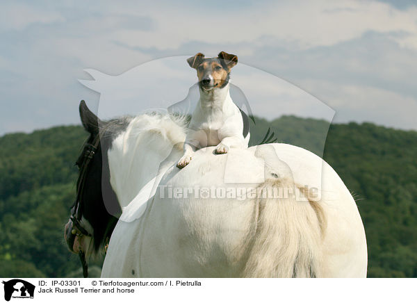 Jack Russell Terrier and horse / IP-03301