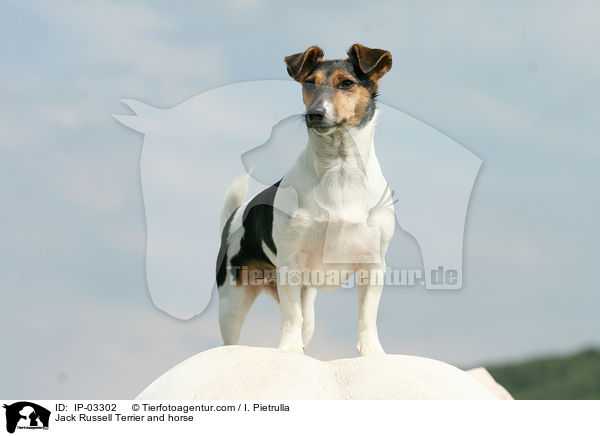 Jack Russell Terrier and horse / IP-03302