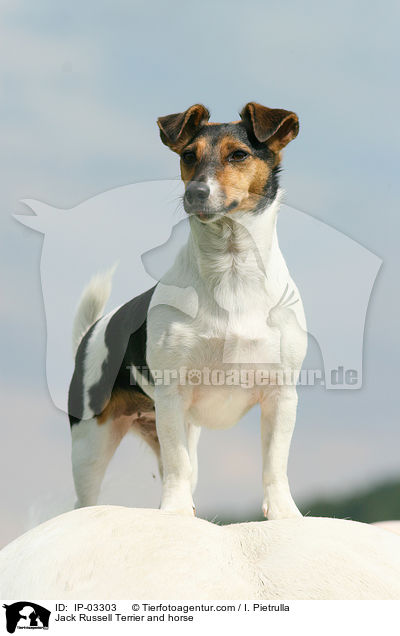 Jack Russell Terrier and horse / IP-03303