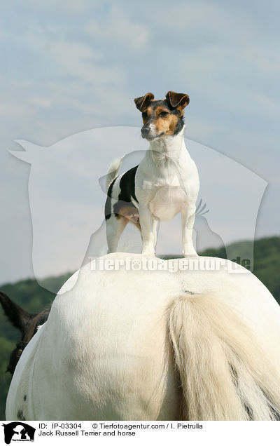 Jack Russell Terrier and horse / IP-03304