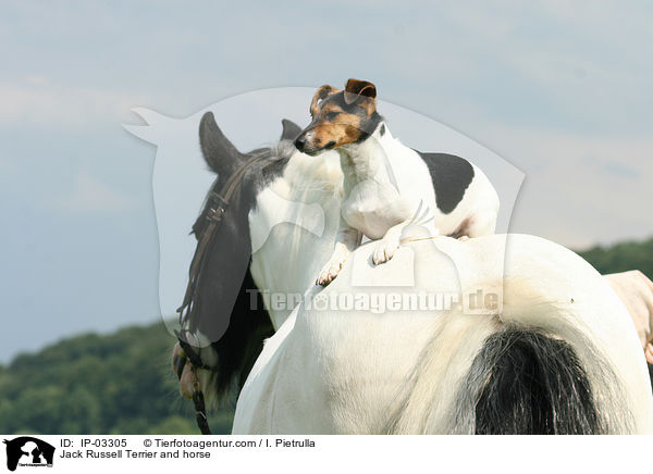 Jack Russell Terrier und Pferd / Jack Russell Terrier and horse / IP-03305