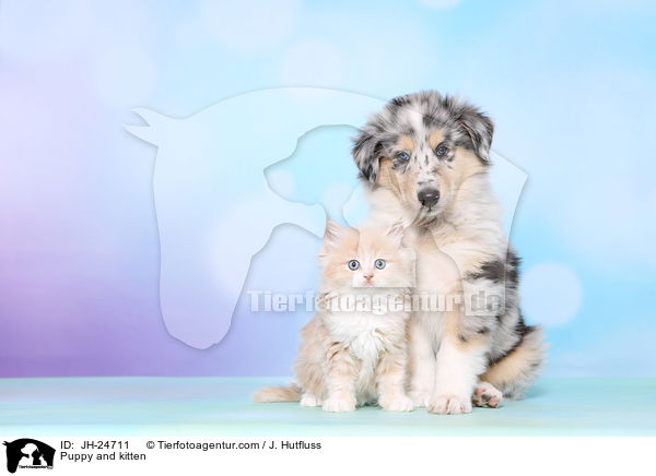 Puppy and kitten / JH-24711
