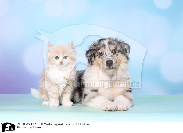 Puppy and kitten / JH-24715