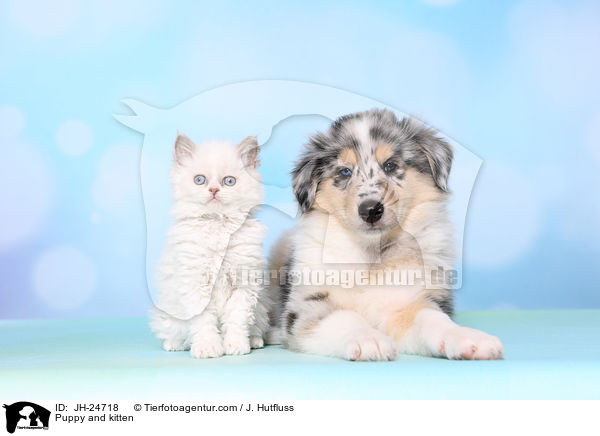 Puppy and kitten / JH-24718
