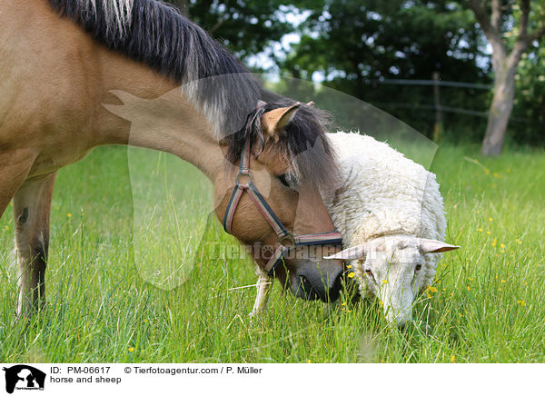 horse and sheep / PM-06617