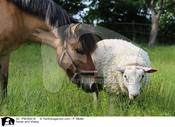 Pferd und Schaf / horse and sheep / PM-06618