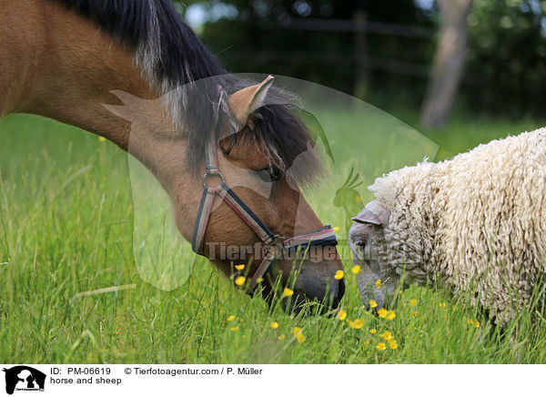 horse and sheep / PM-06619