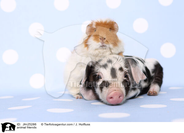 Tierfreundschaft / JH-25286