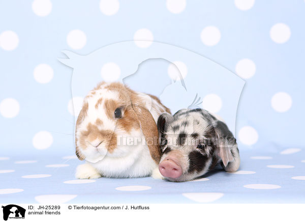 Tierfreundschaft / animal friends / JH-25289