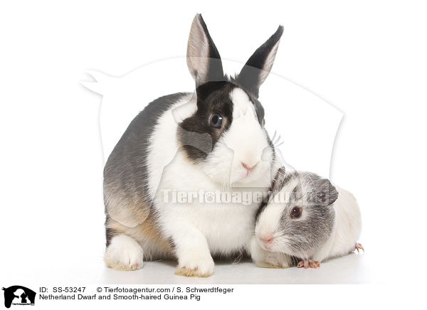 Netherland Dwarf and Smooth-haired Guinea Pig / SS-53247