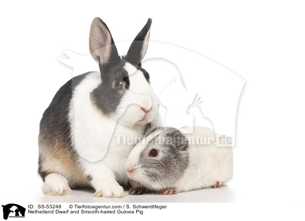 Netherland Dwarf and Smooth-haired Guinea Pig / SS-53248