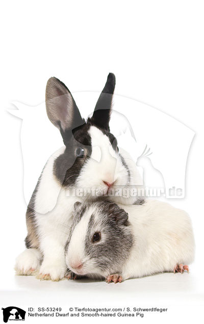 Netherland Dwarf and Smooth-haired Guinea Pig / SS-53249