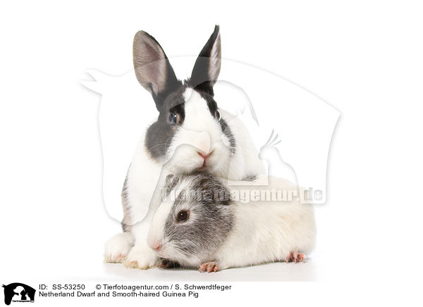 Netherland Dwarf and Smooth-haired Guinea Pig / SS-53250