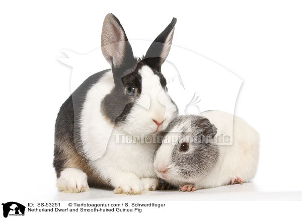 Netherland Dwarf and Smooth-haired Guinea Pig / SS-53251