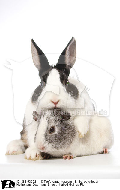Netherland Dwarf and Smooth-haired Guinea Pig / SS-53252