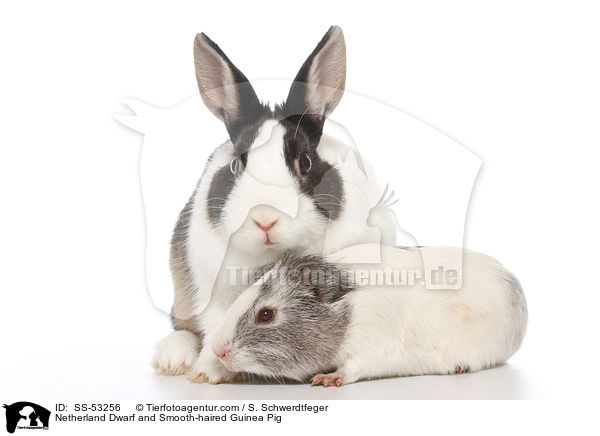 Netherland Dwarf and Smooth-haired Guinea Pig / SS-53256