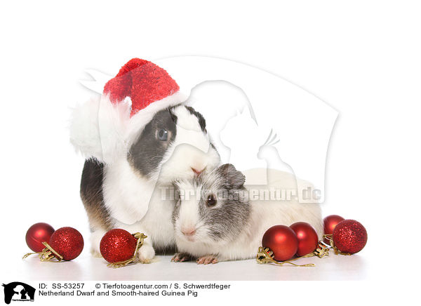 Netherland Dwarf and Smooth-haired Guinea Pig / SS-53257