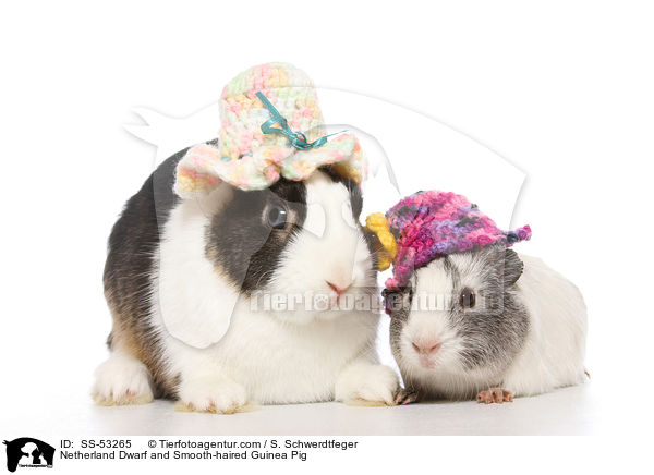 Netherland Dwarf and Smooth-haired Guinea Pig / SS-53265
