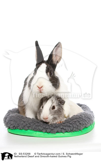 Netherland Dwarf and Smooth-haired Guinea Pig / SS-53268