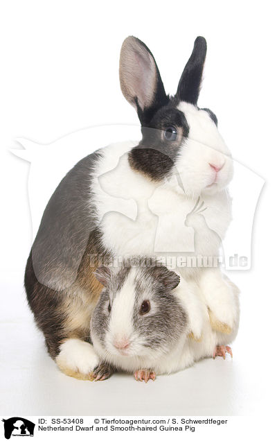 Netherland Dwarf and Smooth-haired Guinea Pig / SS-53408
