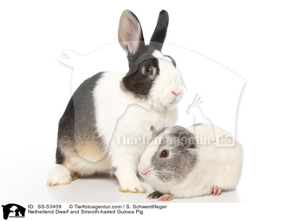 Netherland Dwarf and Smooth-haired Guinea Pig / SS-53409