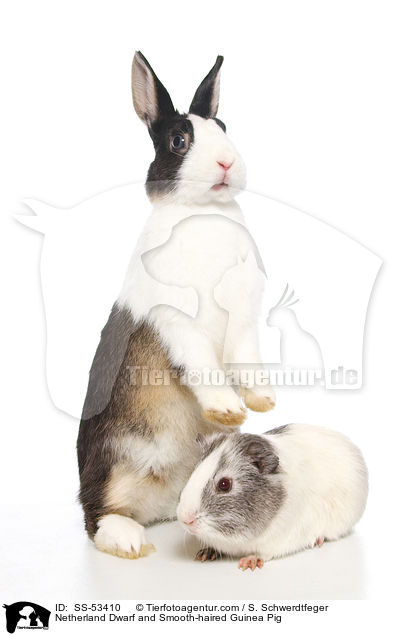 Netherland Dwarf and Smooth-haired Guinea Pig / SS-53410