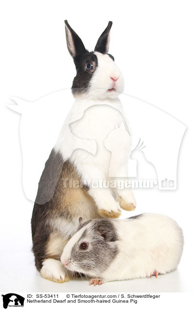 Netherland Dwarf and Smooth-haired Guinea Pig / SS-53411