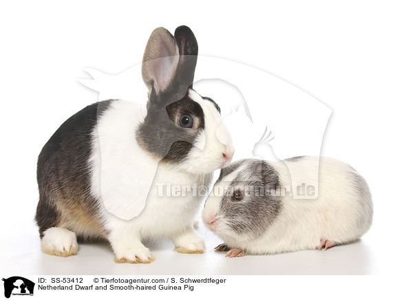 Netherland Dwarf and Smooth-haired Guinea Pig / SS-53412