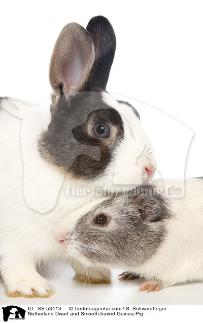 Netherland Dwarf and Smooth-haired Guinea Pig / SS-53413