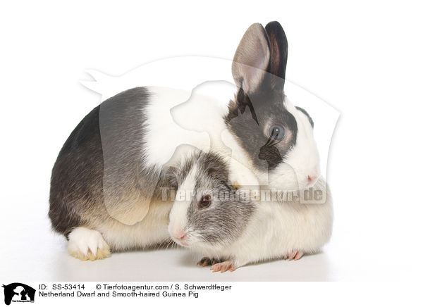 Farbenzwerg und  Glatthaarmeerschweinchen / Netherland Dwarf and Smooth-haired Guinea Pig / SS-53414