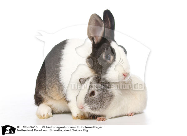 Netherland Dwarf and Smooth-haired Guinea Pig / SS-53415