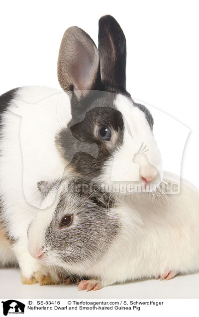 Netherland Dwarf and Smooth-haired Guinea Pig / SS-53416