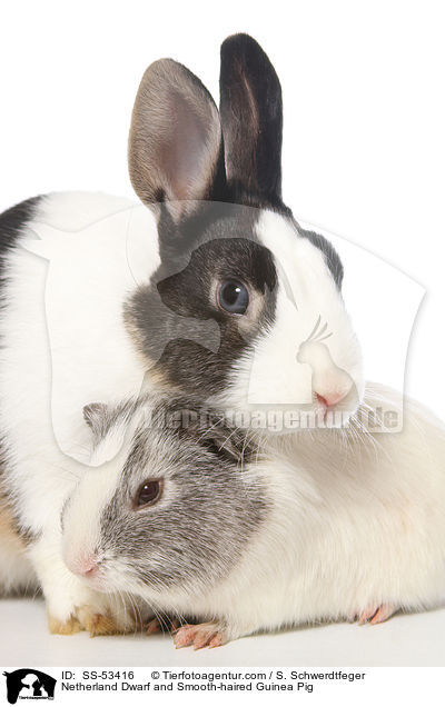 Farbenzwerg und  Glatthaarmeerschweinchen / Netherland Dwarf and Smooth-haired Guinea Pig / SS-53416