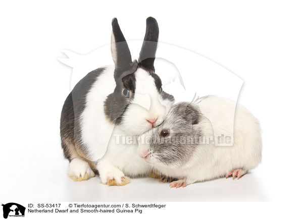 Netherland Dwarf and Smooth-haired Guinea Pig / SS-53417