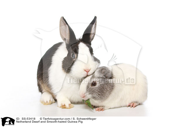 Netherland Dwarf and Smooth-haired Guinea Pig / SS-53418