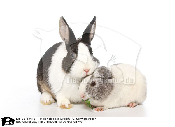 Farbenzwerg und  Glatthaarmeerschweinchen / Netherland Dwarf and Smooth-haired Guinea Pig / SS-53418