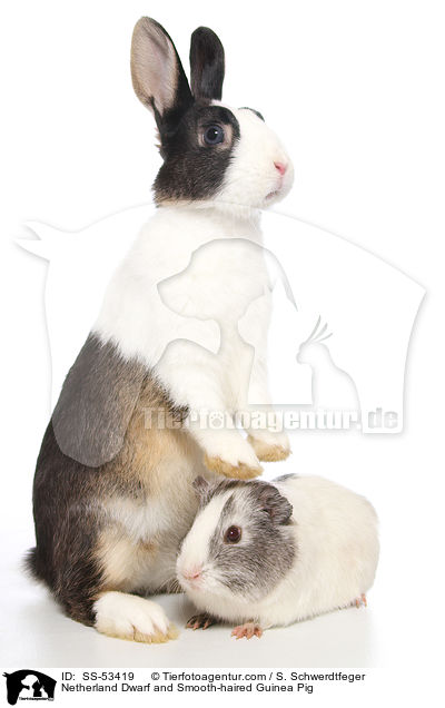 Netherland Dwarf and Smooth-haired Guinea Pig / SS-53419