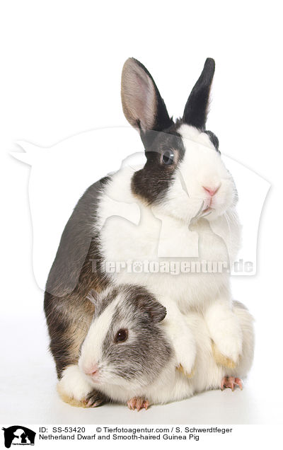 Netherland Dwarf and Smooth-haired Guinea Pig / SS-53420