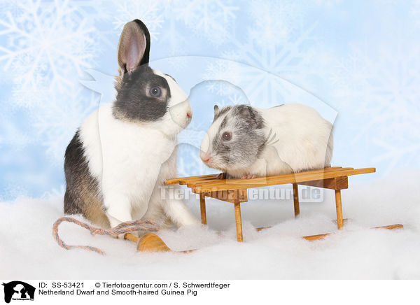 Netherland Dwarf and Smooth-haired Guinea Pig / SS-53421