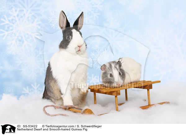 Netherland Dwarf and Smooth-haired Guinea Pig / SS-53422