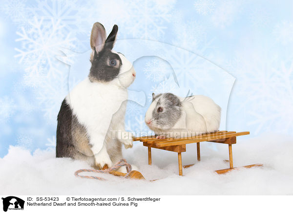 Netherland Dwarf and Smooth-haired Guinea Pig / SS-53423