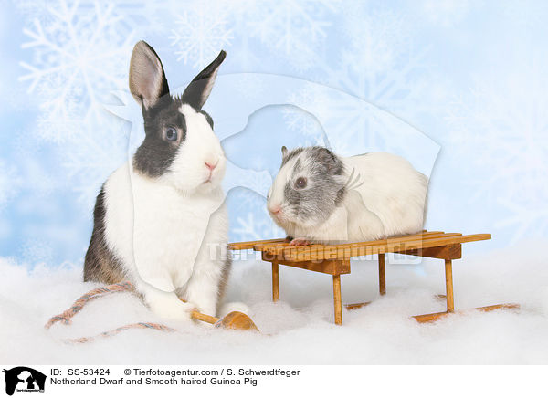 Netherland Dwarf and Smooth-haired Guinea Pig / SS-53424