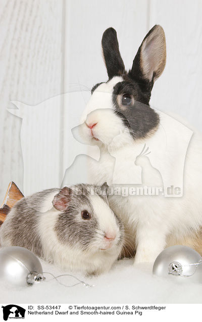 Netherland Dwarf and Smooth-haired Guinea Pig / SS-53447