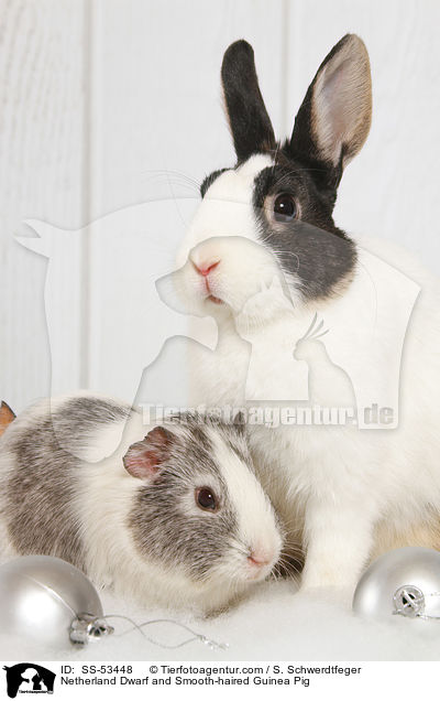 Netherland Dwarf and Smooth-haired Guinea Pig / SS-53448