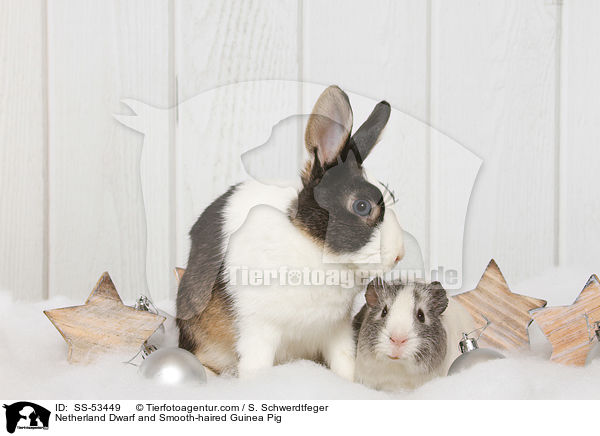 Netherland Dwarf and Smooth-haired Guinea Pig / SS-53449