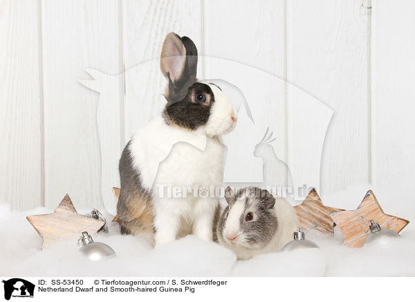 Netherland Dwarf and Smooth-haired Guinea Pig / SS-53450